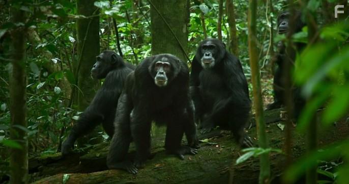 Империя шимпанзе