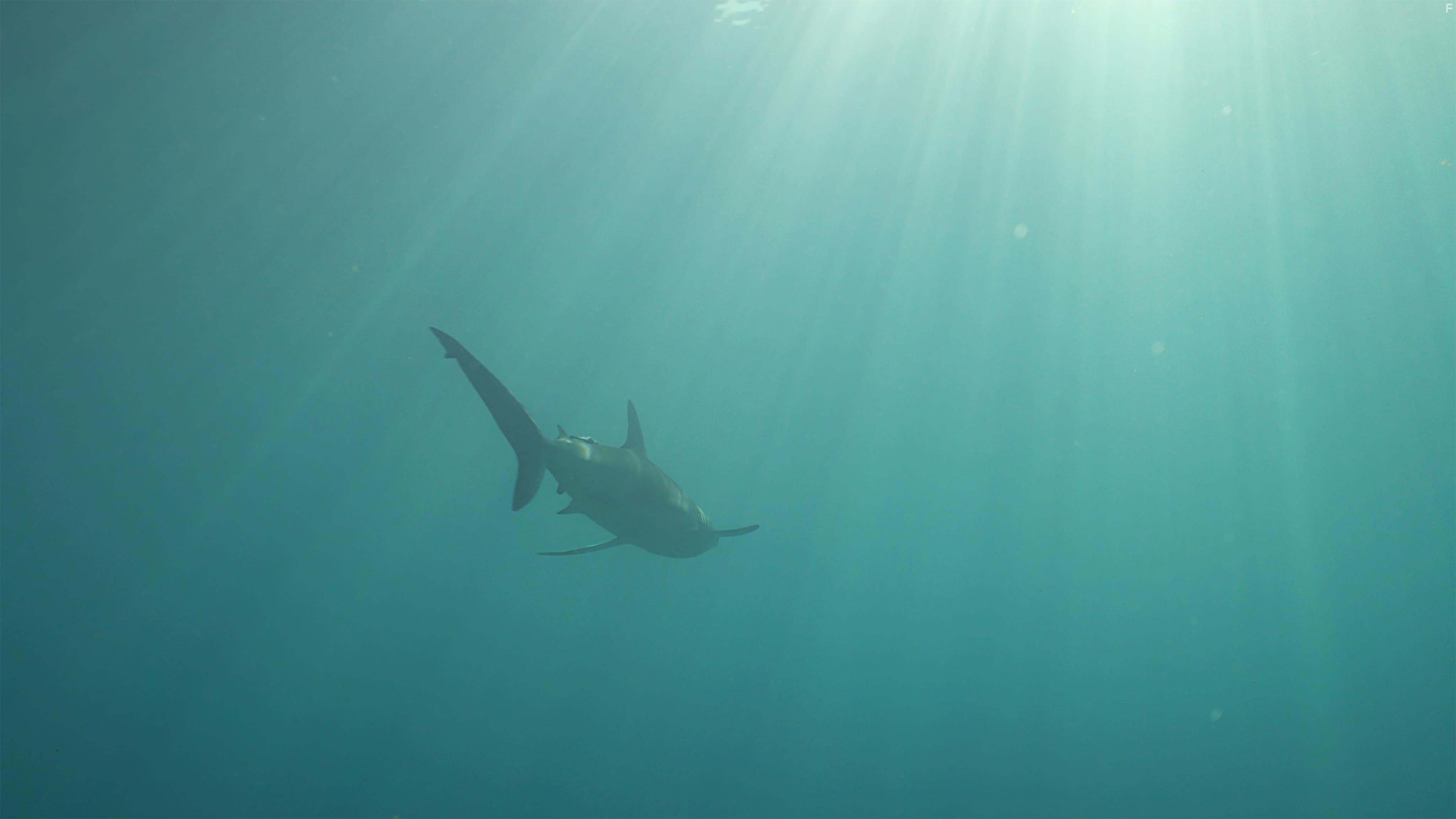 Colonies Under the Sea (2019)