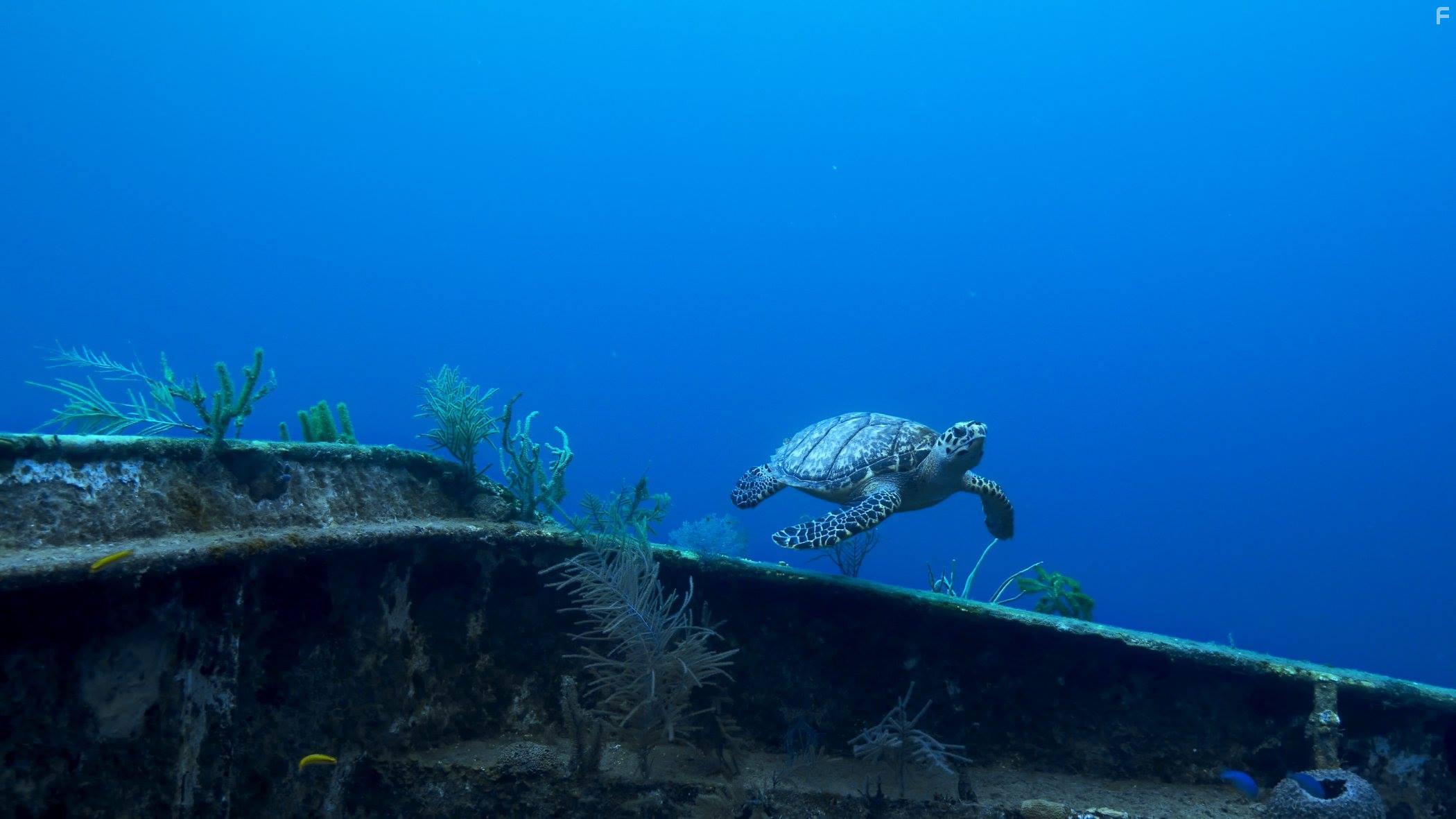 Colonies Under the Sea (2019)