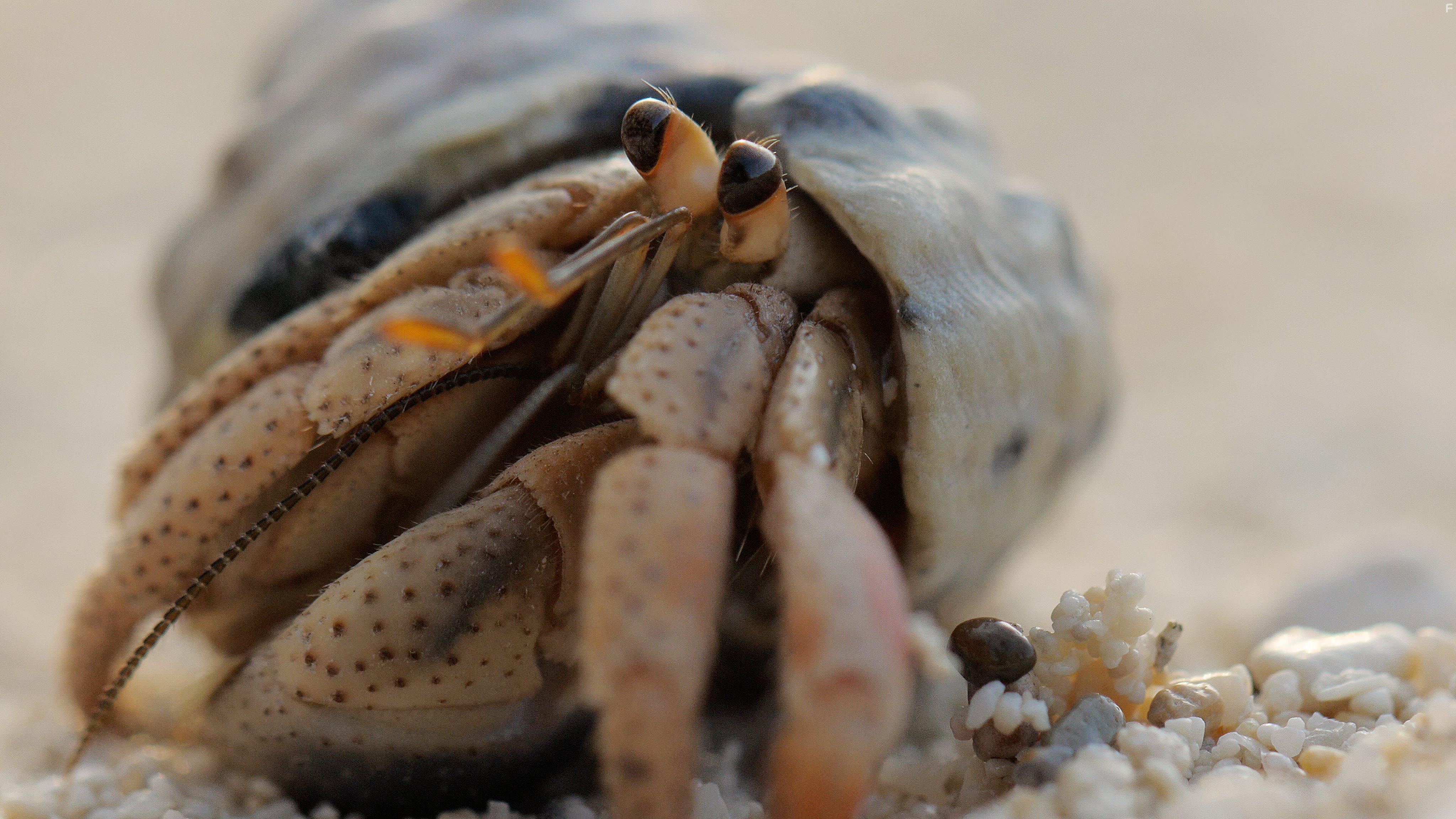 Colonies Under the Sea (2019)