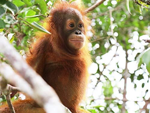 Monkeys: An Amazing Animal Family (2016)