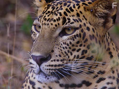 Age of Big Cats: Survivors (2018)