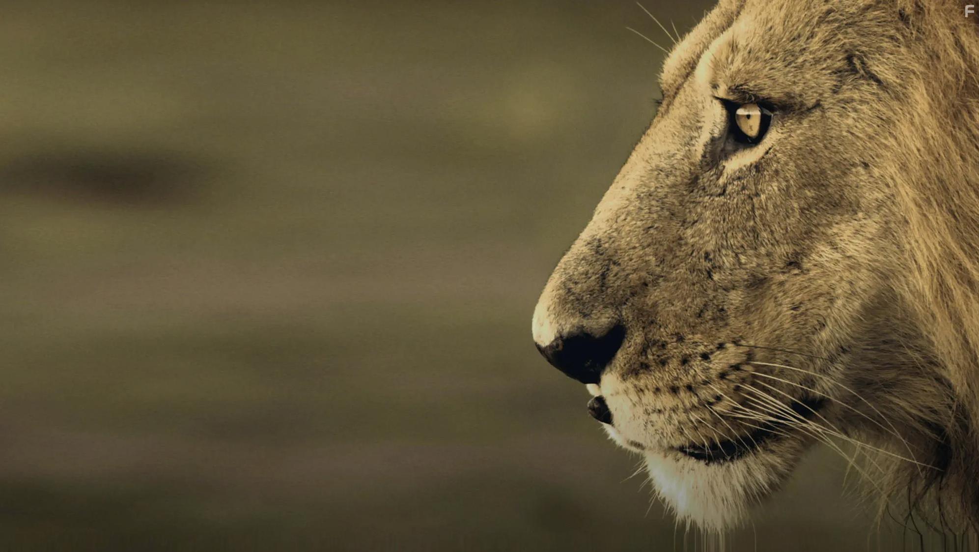 Эра больших кошек