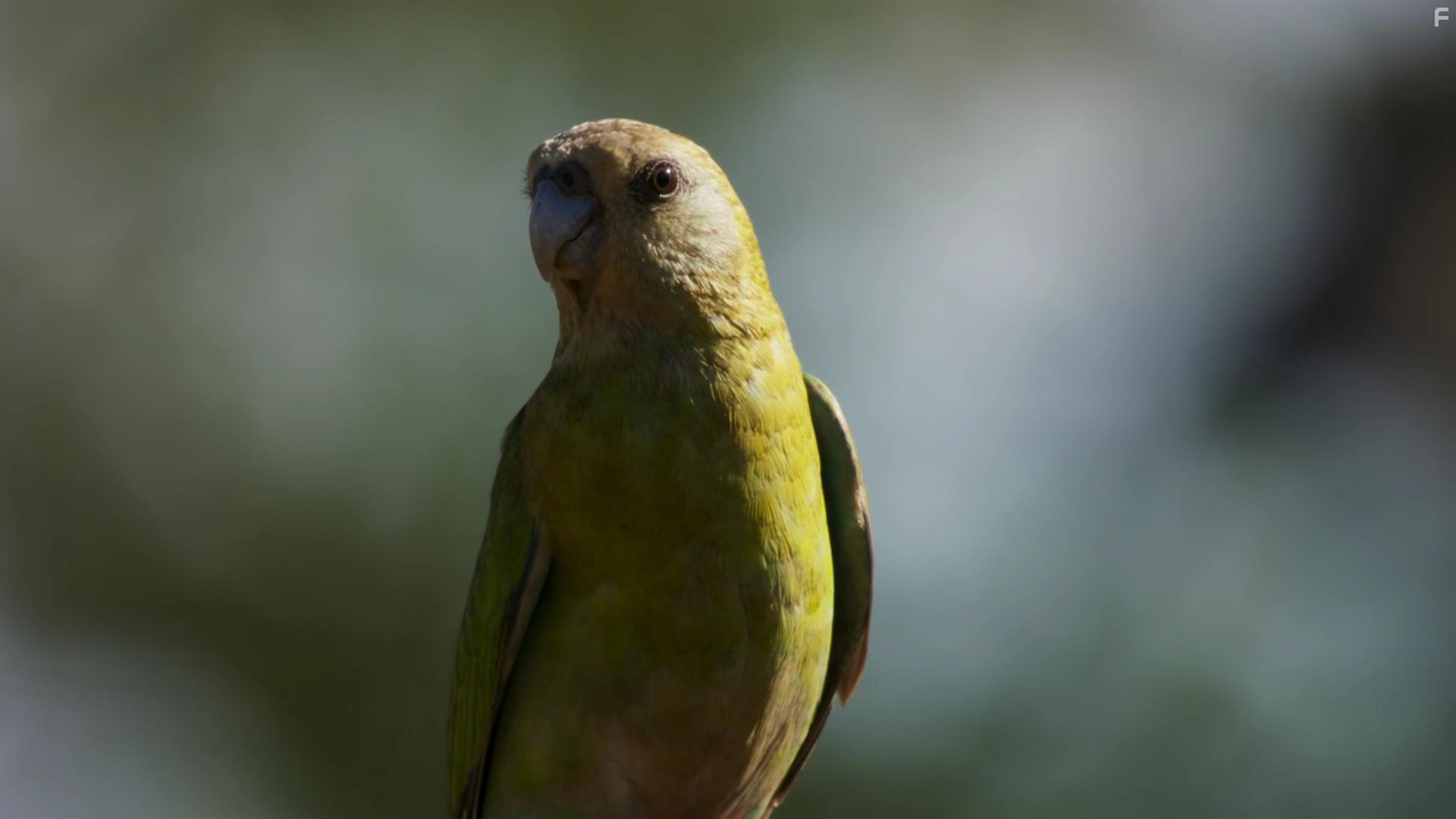 Planet Earth III: Extremes (2023)