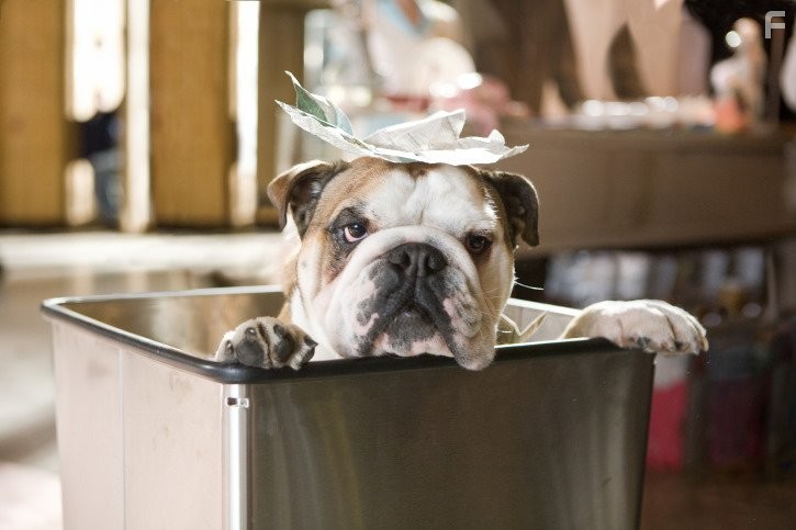 Отель для собак (2009)