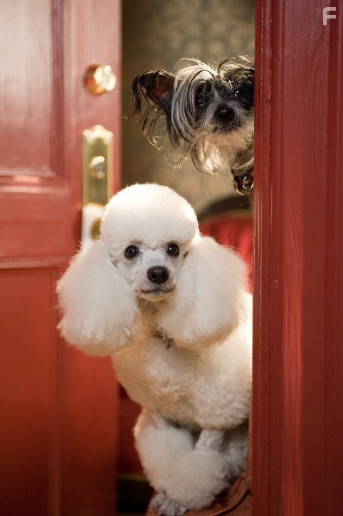 Отель для собак (2009)