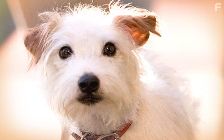 Отель для собак (2009)