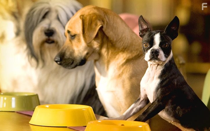 Отель для собак (2009)