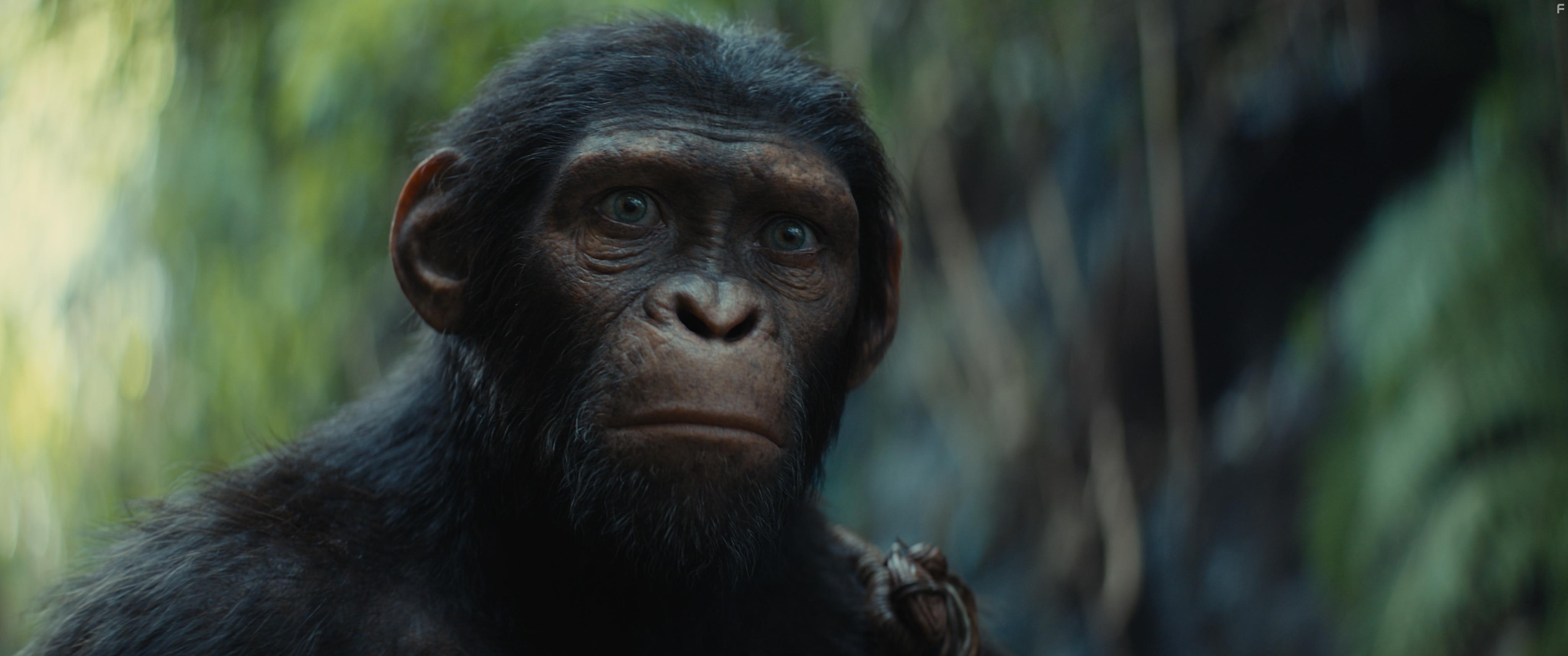 Owen Teague in Kingdom of the Planet of the Apes (2024)