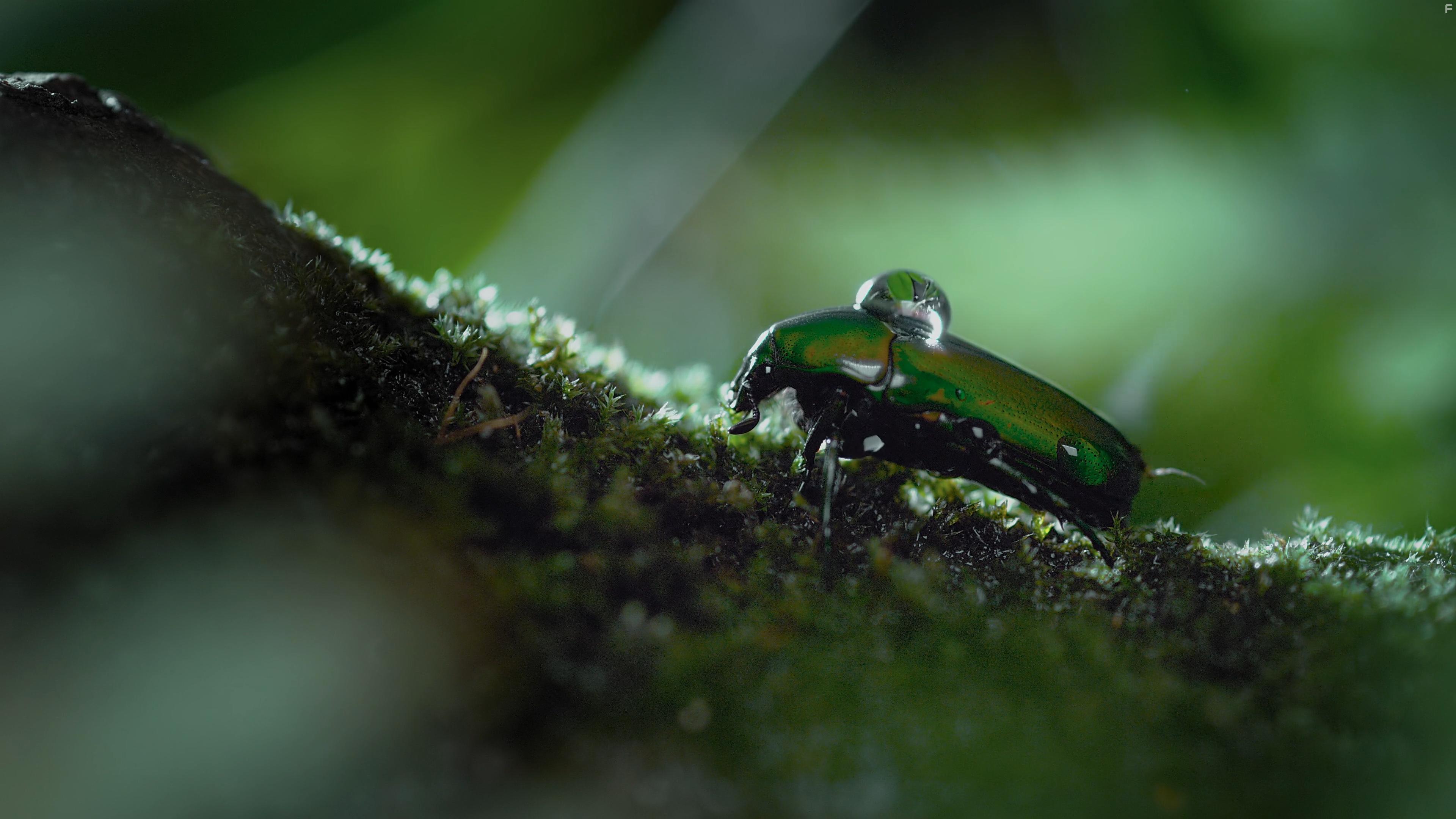 Планета насекомых