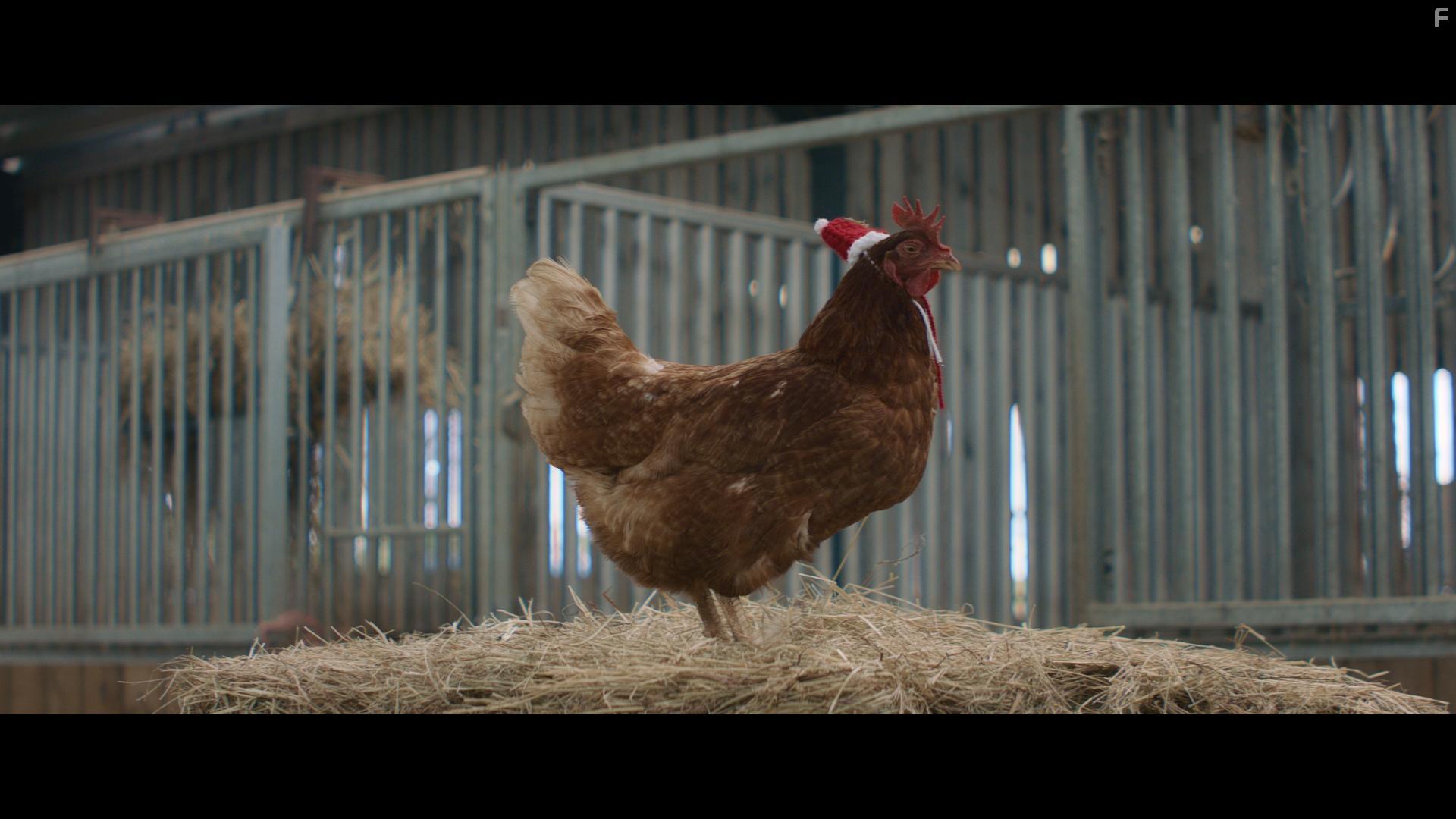 Пернатое рождество