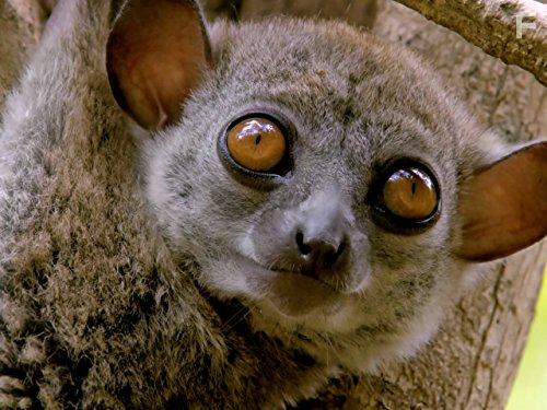 Земля гремлинов