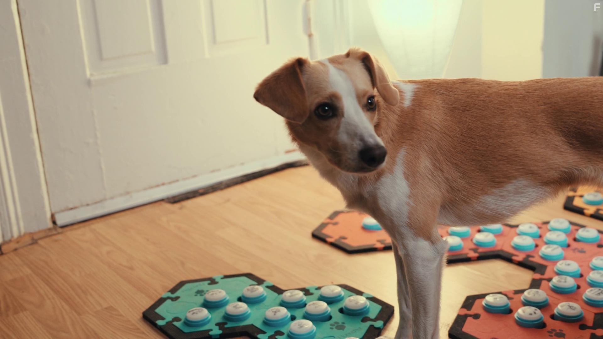 О чем думают собаки