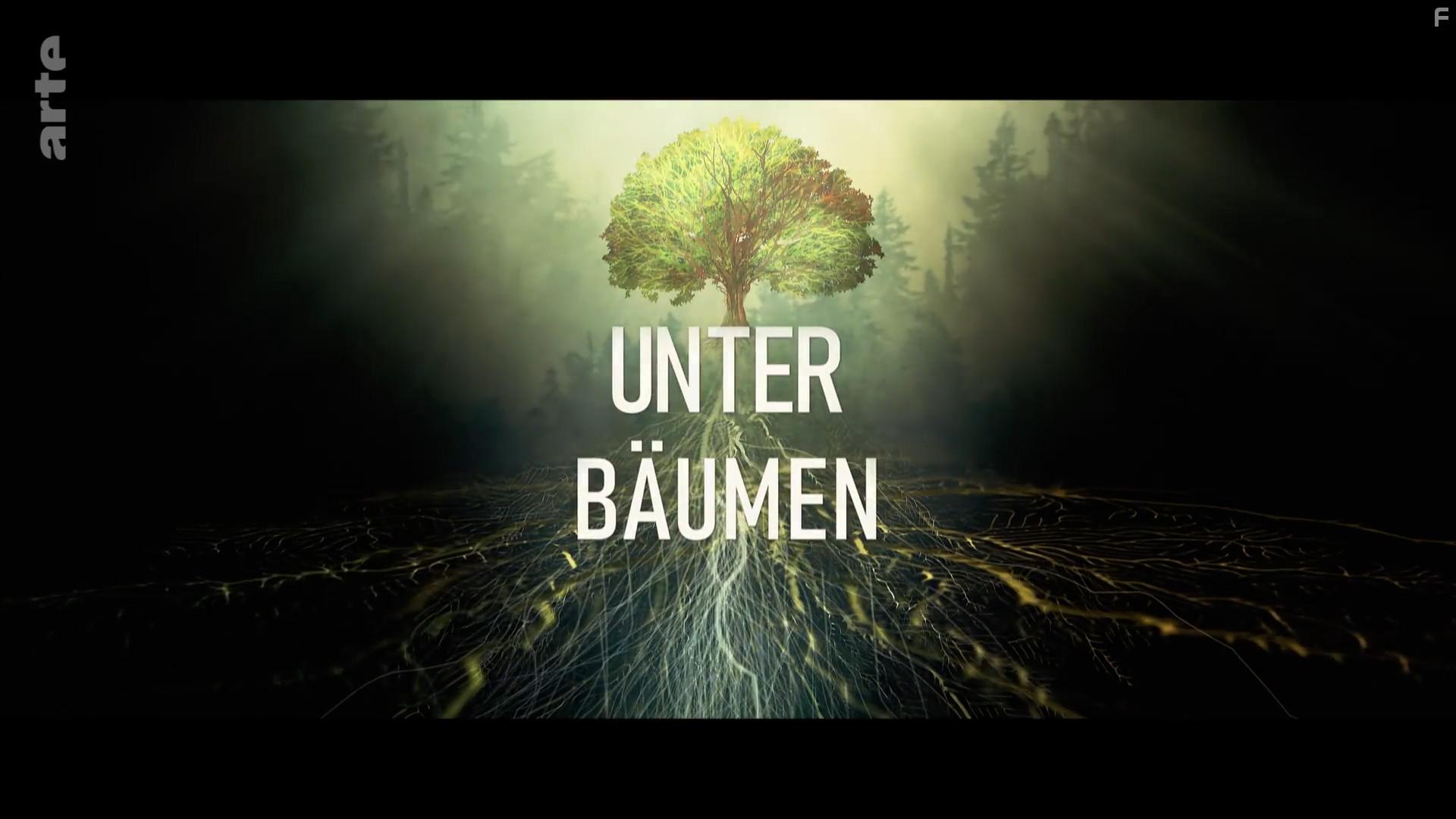 О деревьях и лесах. Невидимый мир