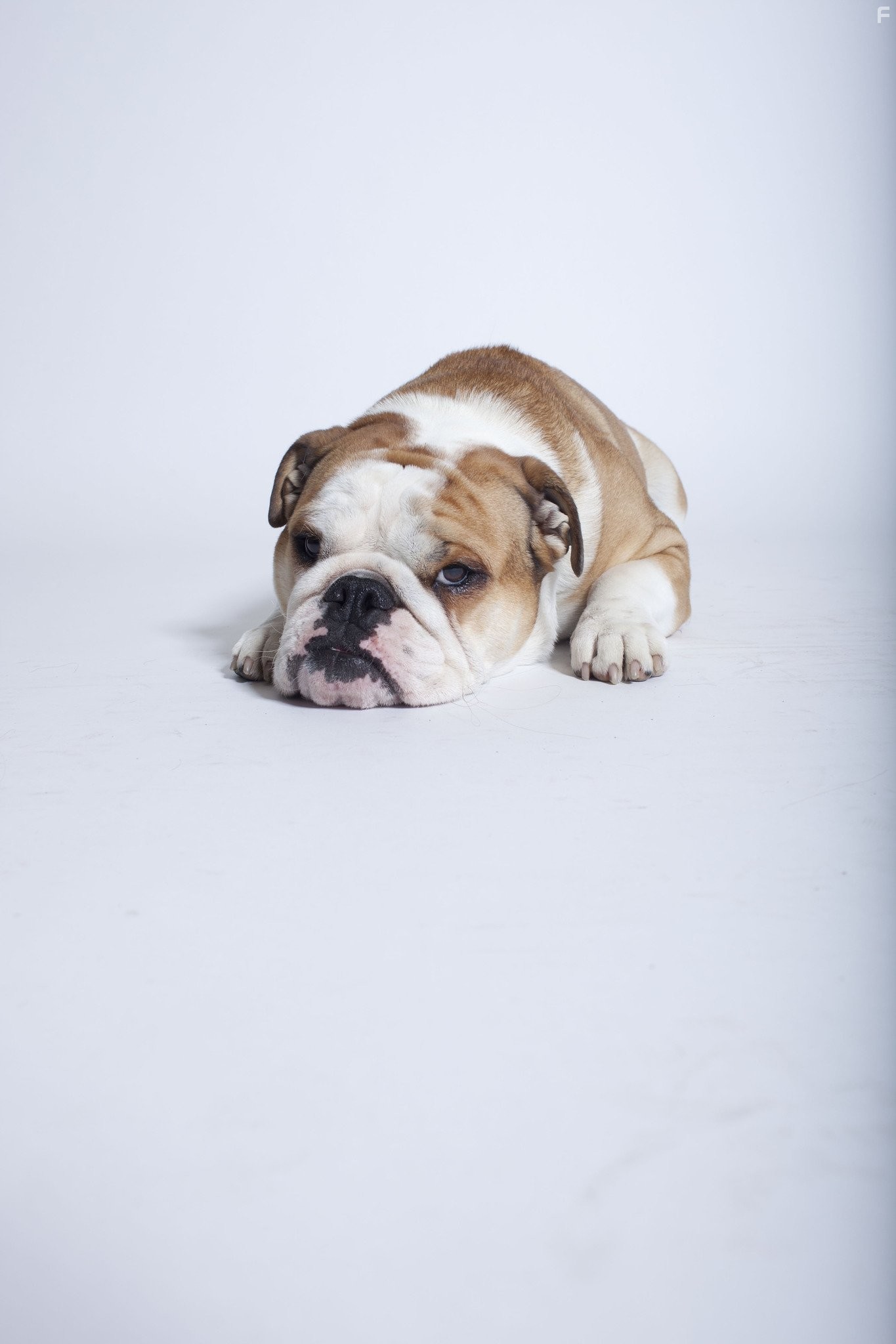 Американские жиголо (2011)