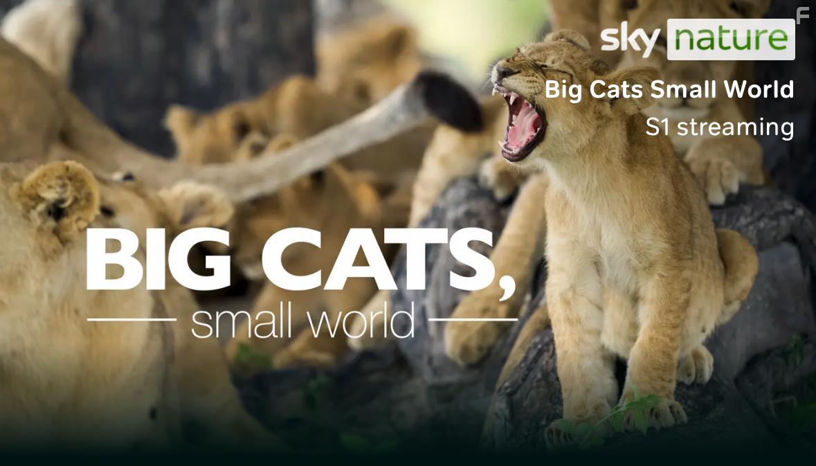 Большие кошки, маленький мир
