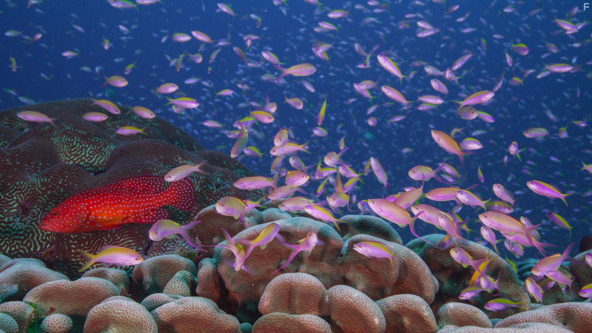 Дэвид Аттенборо: Океан