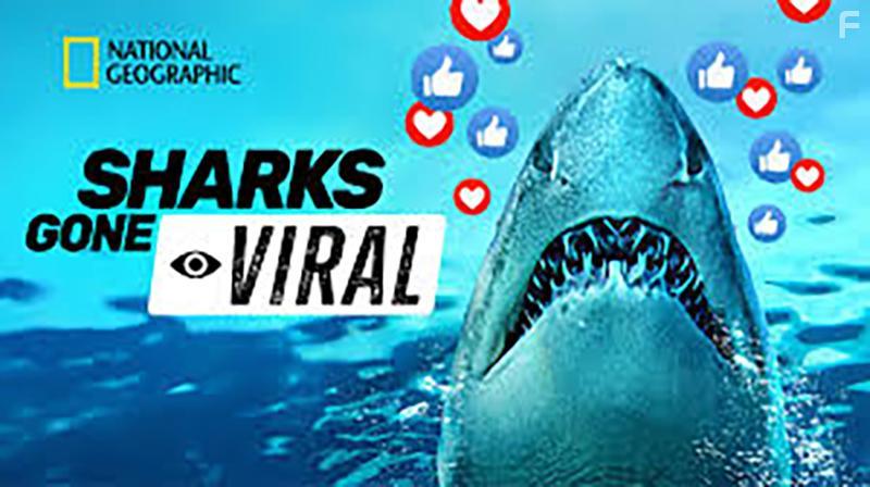 Акулы в сетях