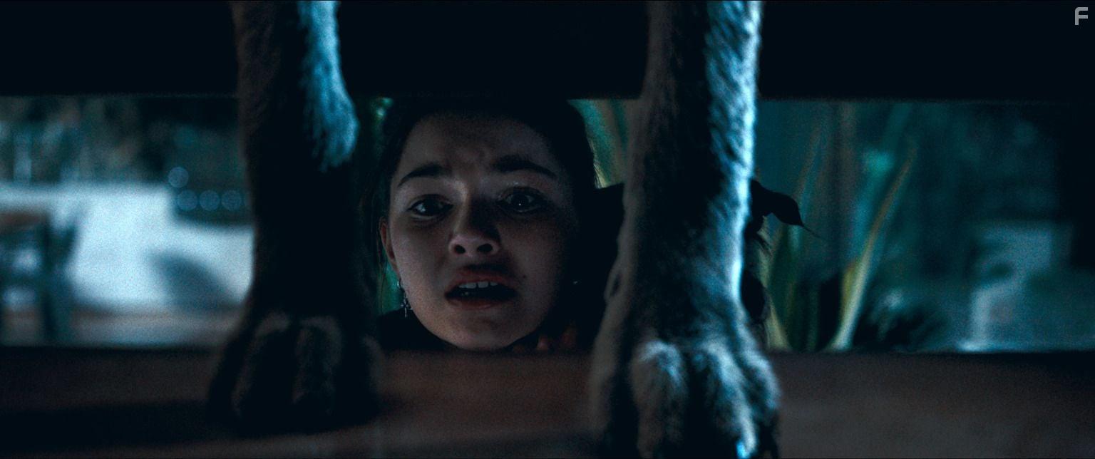 Ночь койота