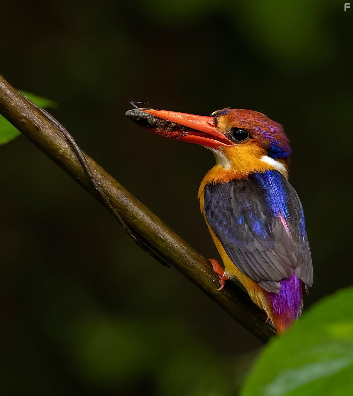 Летающая радуга #1