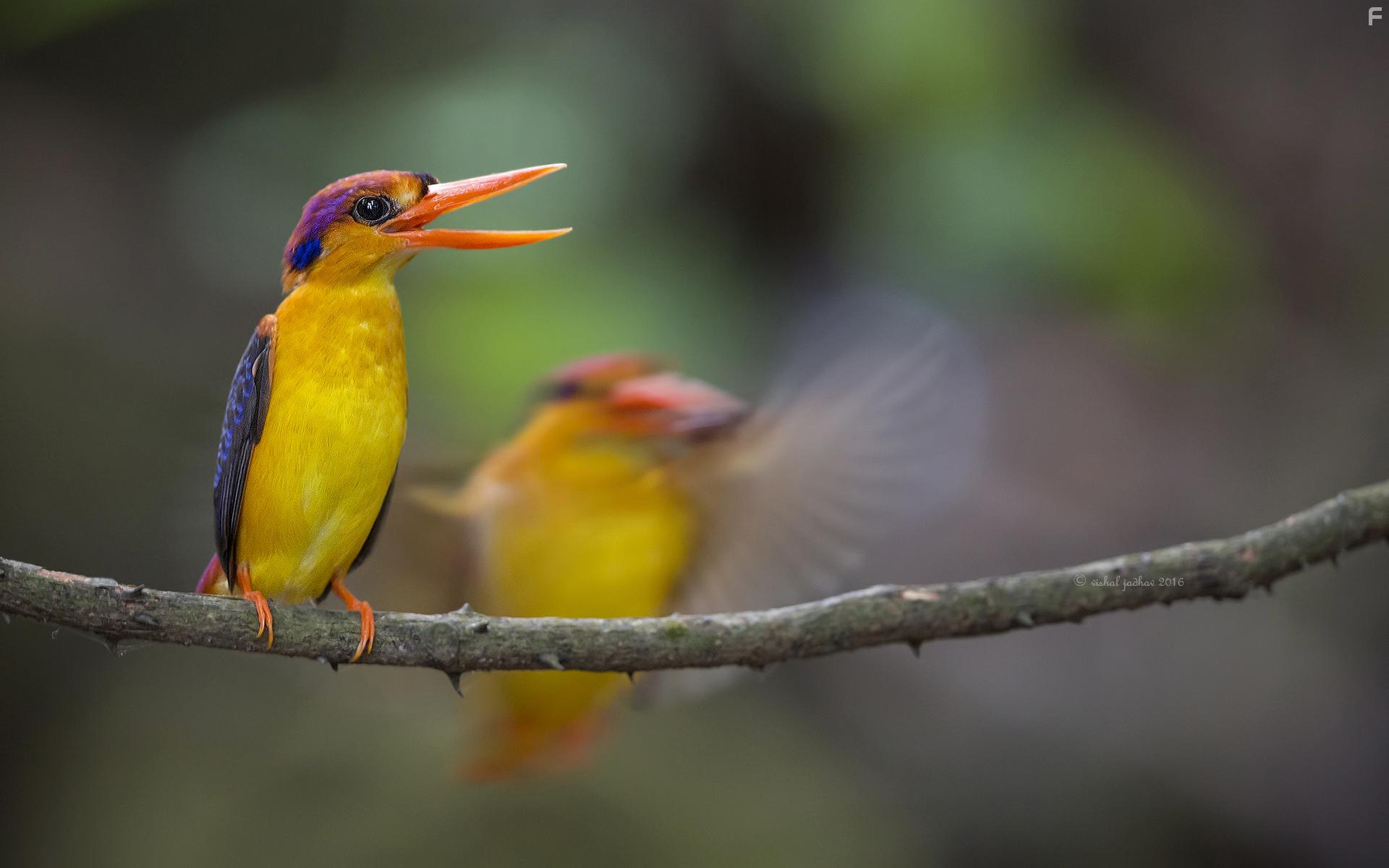 Летающая радуга #2