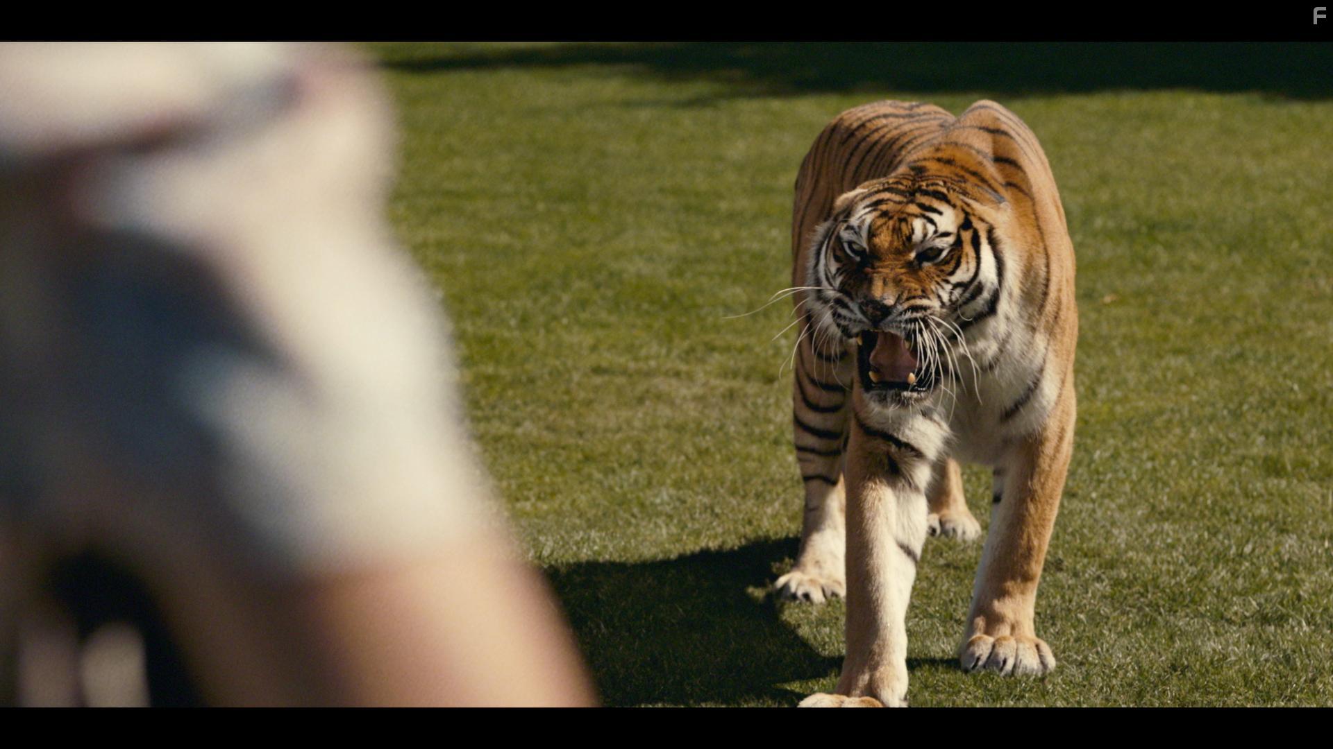 День тигра #1