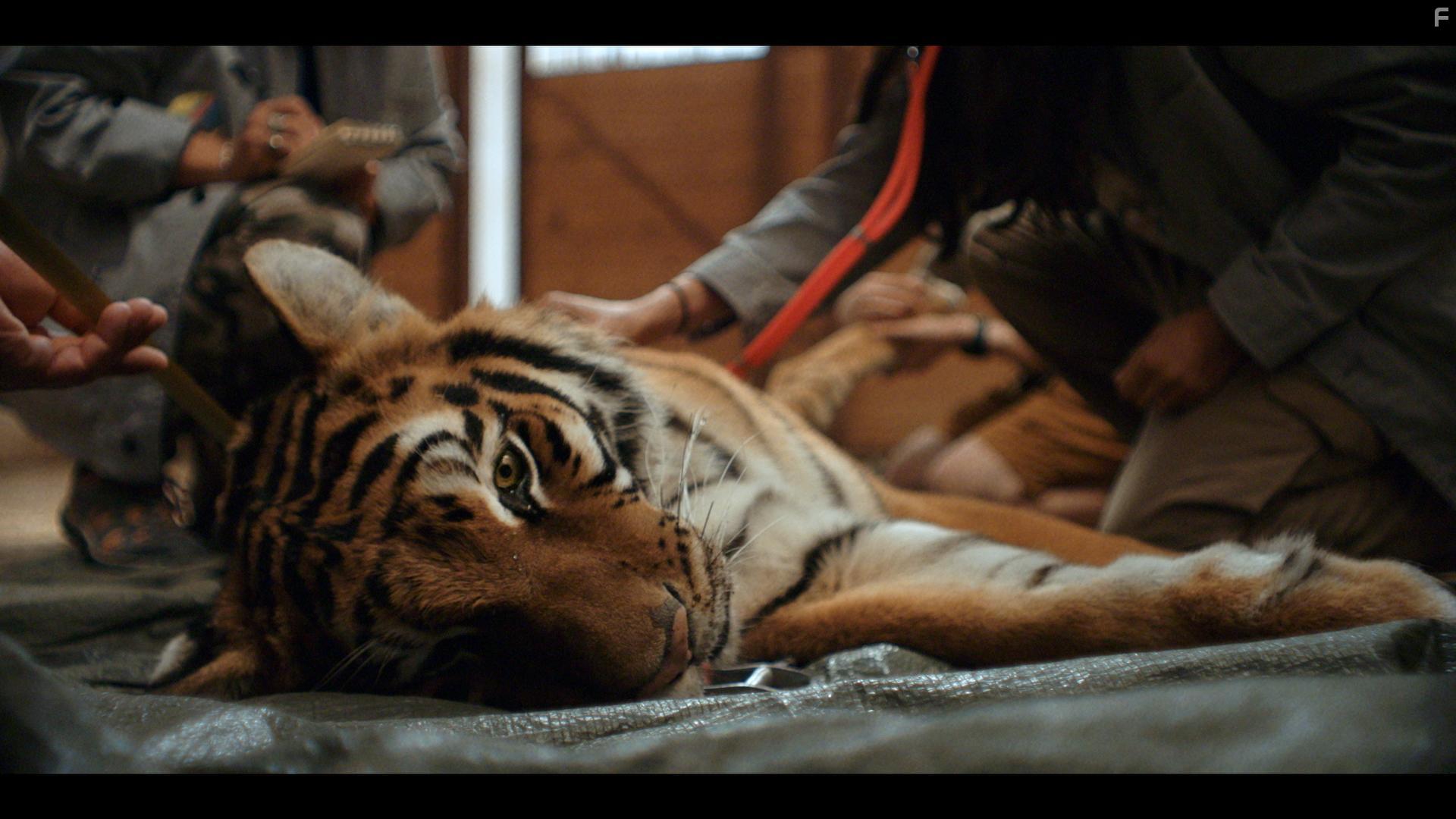 День тигра #3