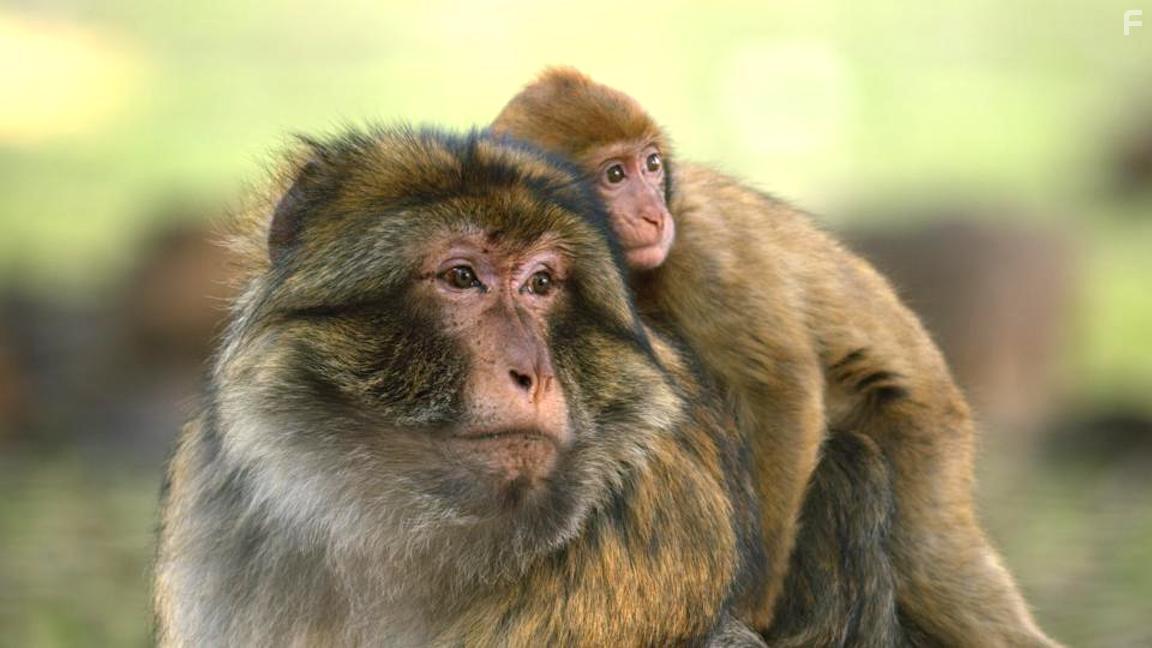 Свирепые королевы #3