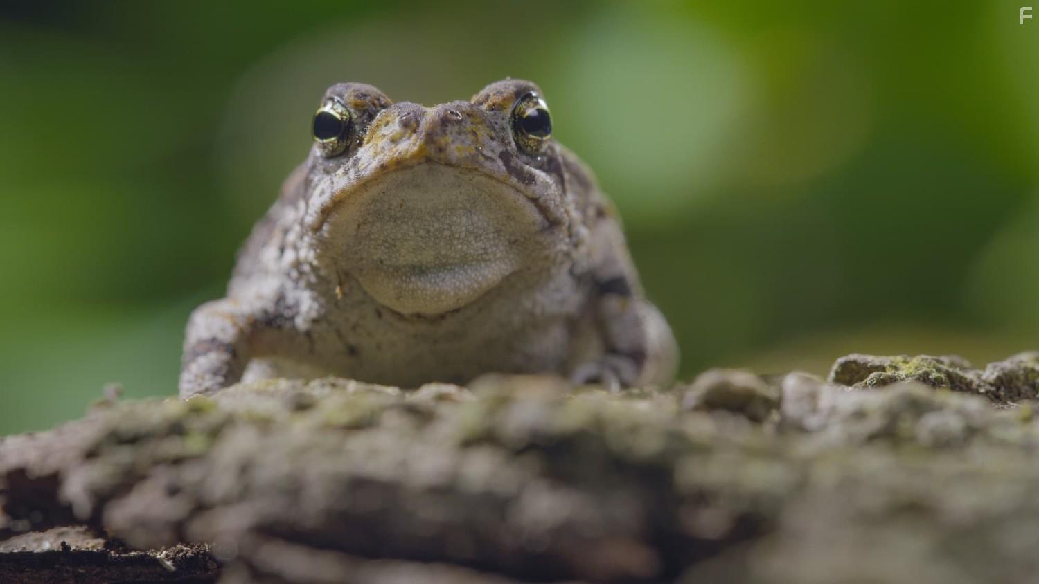 Прекрасная Америка #3