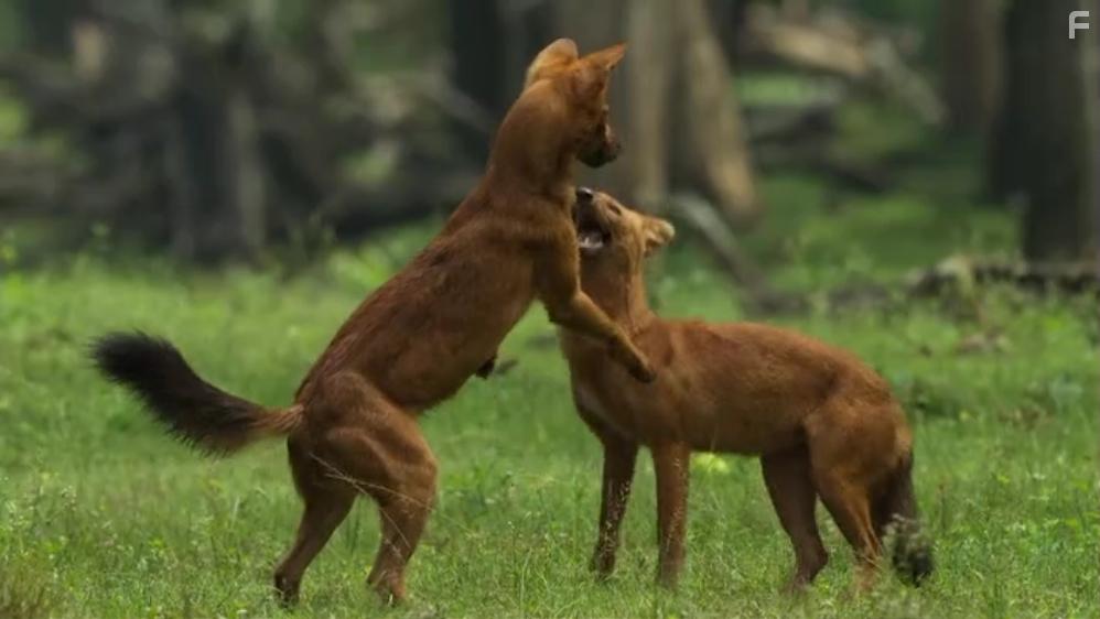 Собаки в дикой природе #1