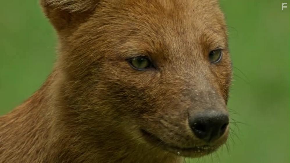 Собаки в дикой природе #2