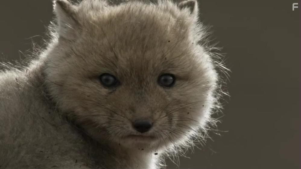 Собаки в дикой природе