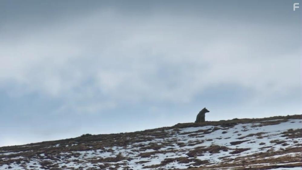 Собаки в дикой природе #4