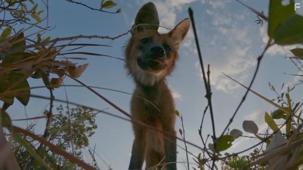 Собаки в дикой природе #5