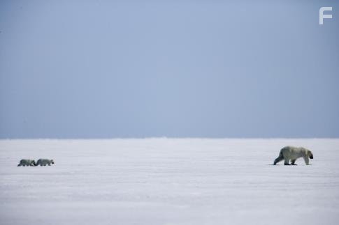 Мишка на севере