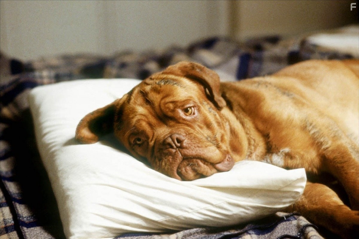 Тёрнер и Хуч