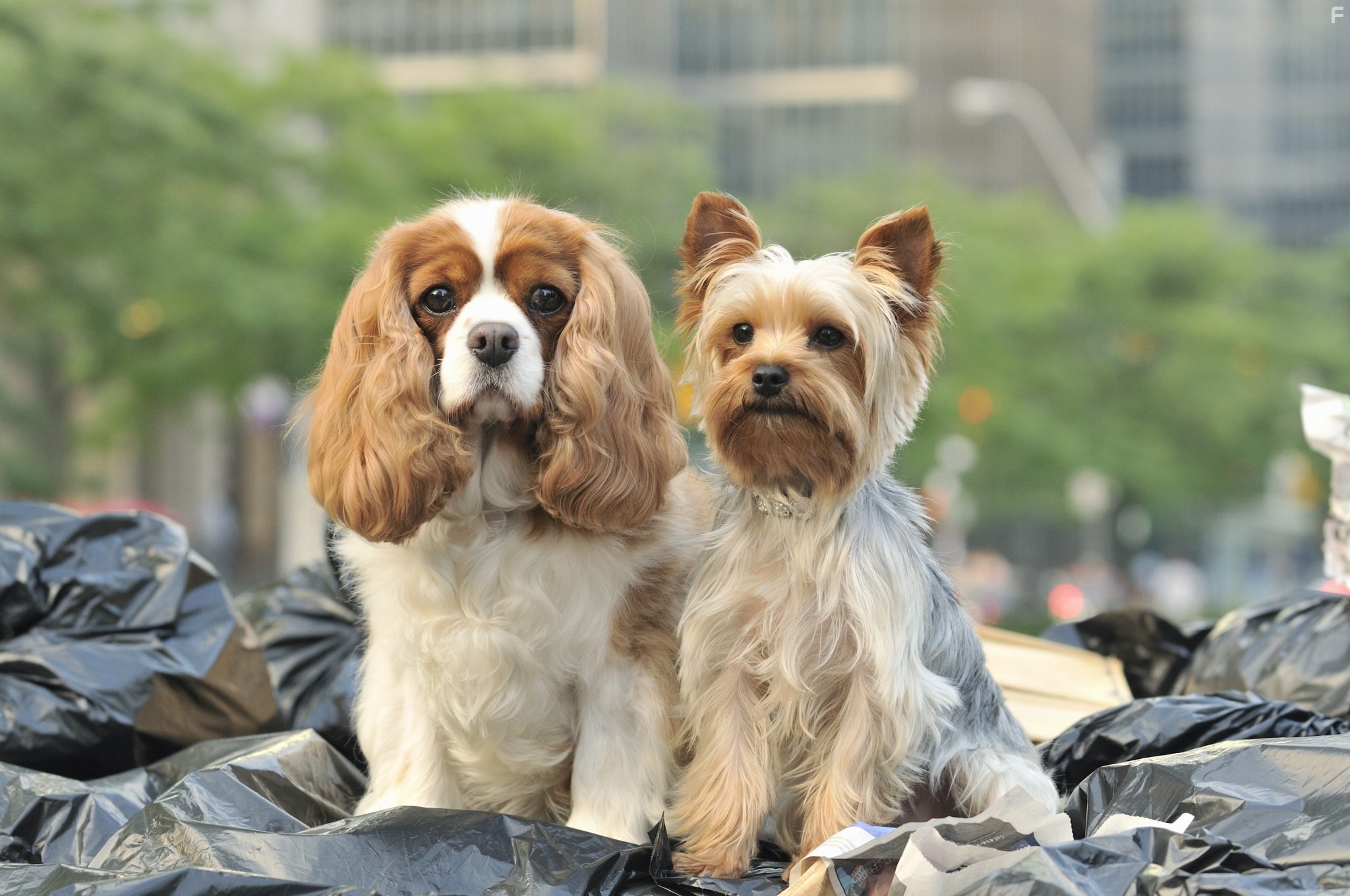 Шикарное приключение Шарпей (2011)