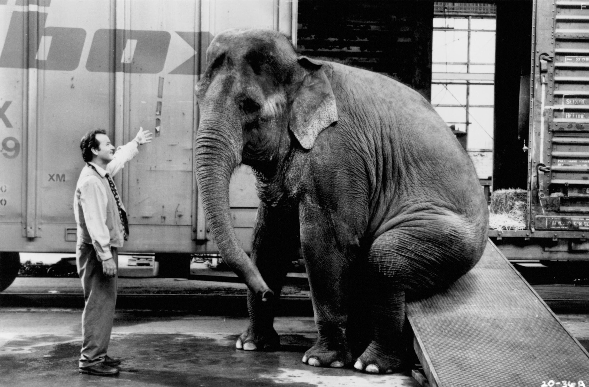 Bill Murray in Больше, чем жизнь (1996)