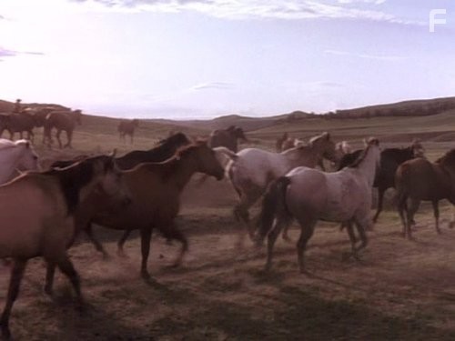 Одинокий голубь: Возвращение (1993)