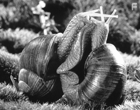 Микрокосмос