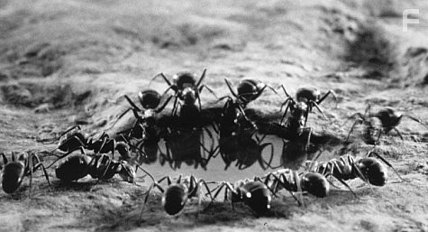 Микрокосмос (1996)