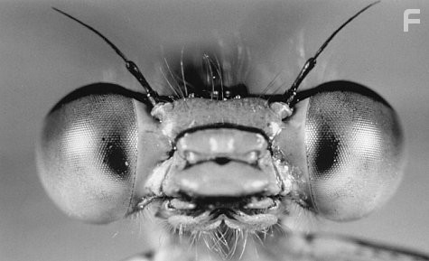 Микрокосмос (1996)