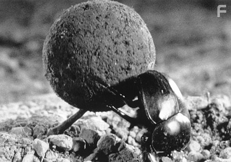 Микрокосмос (1996)