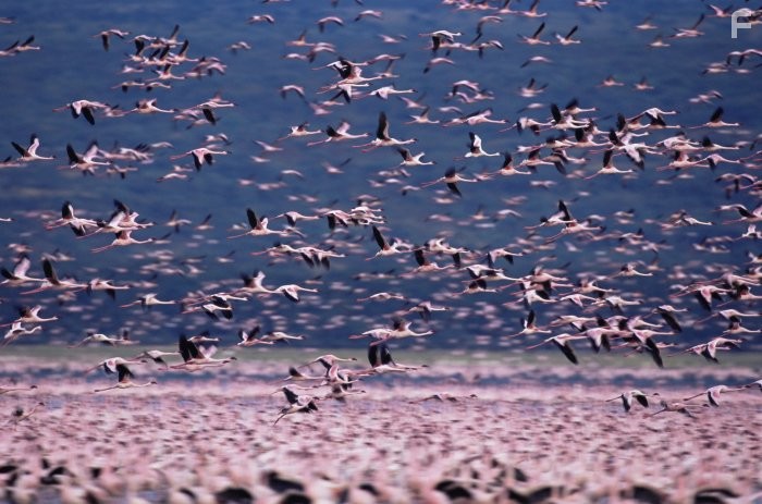 Пурпурное крыло