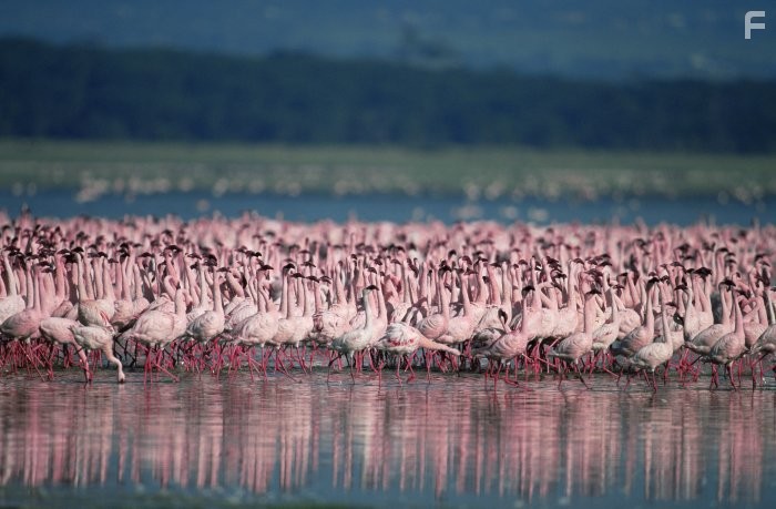 Пурпурные крылья: Тайна фламинго (2008)