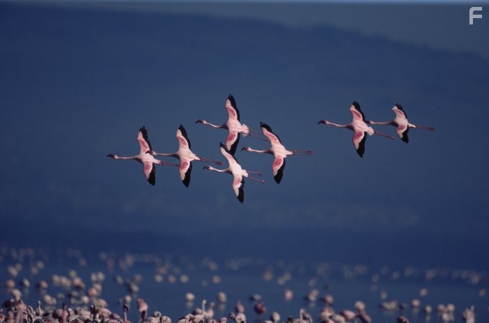 Пурпурные крылья: Тайна фламинго (2008)