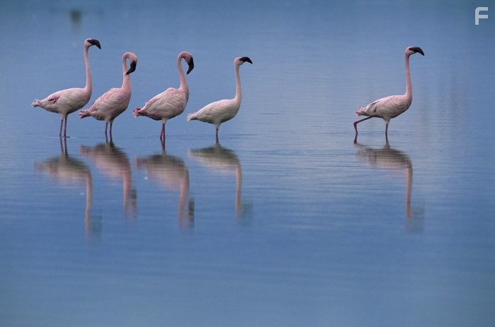 Пурпурные крылья: Тайна фламинго (2008)