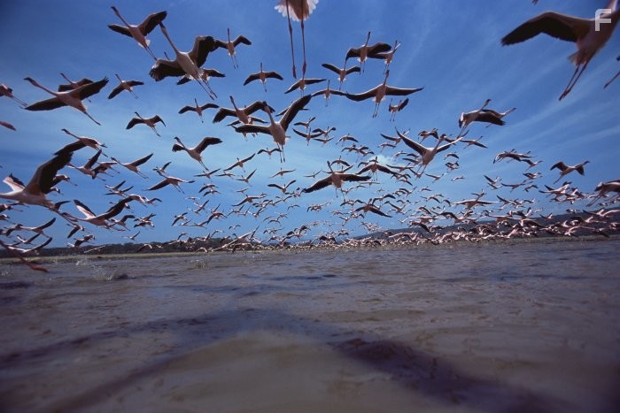 Пурпурные крылья: Тайна фламинго (2008)