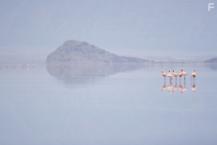 Пурпурные крылья: Тайна фламинго (2008)