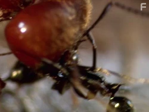 Войны жуков-гигантов